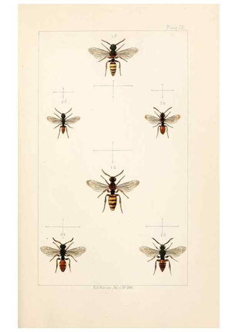 Reproducción/Reproduction 22006919649: British bees :. London :L. Reeve & Co.,1866.