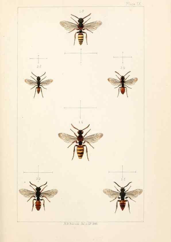 Reproducción/Reproduction 22006919649: British bees :. London :L. Reeve & Co.,1866.