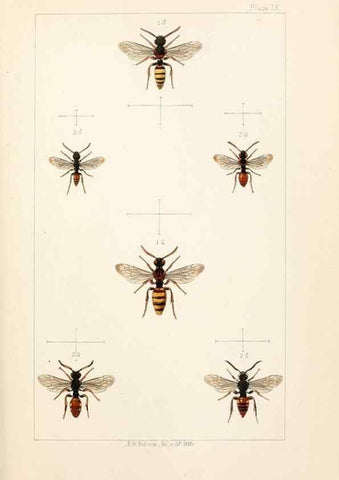 Reproducción/Reproduction 22006919649: British bees :. London :L. Reeve & Co.,1866.