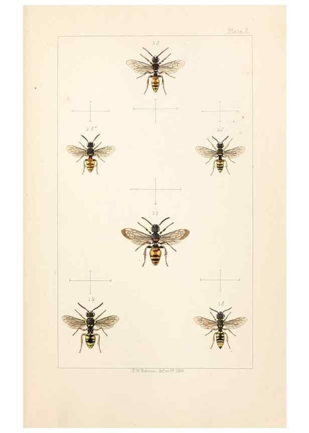 Reproducción/Reproduction 22167655556: British bees :. London :L. Reeve & Co.,1866.