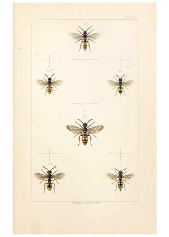 Reproducción/Reproduction 22167655556: British bees :. London :L. Reeve & Co.,1866.