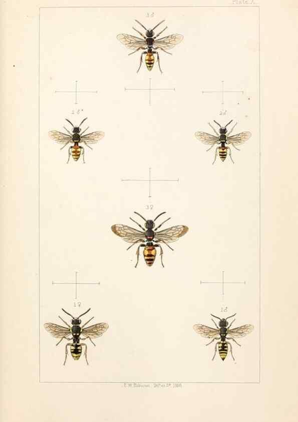 Reproducción/Reproduction 22167655556: British bees :. London :L. Reeve & Co.,1866.