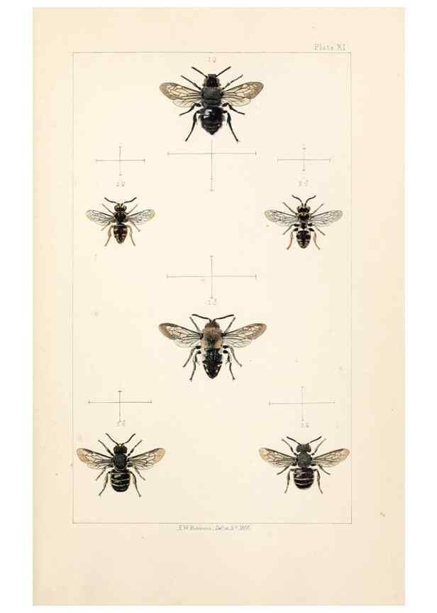 Reproducción/Reproduction 21572780363: British bees :. London :L. Reeve & Co.,1866.