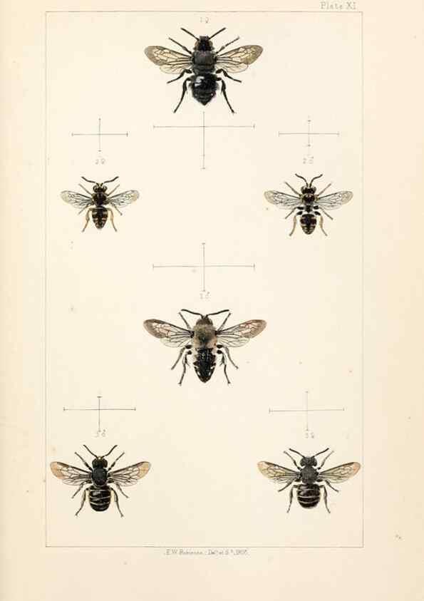 Reproducción/Reproduction 21572780363: British bees :. London :L. Reeve & Co.,1866.