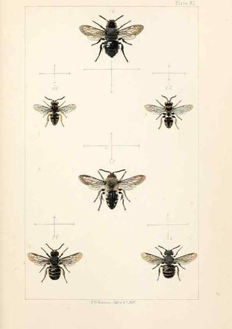 Reproducción/Reproduction 21572780363: British bees :. London :L. Reeve & Co.,1866.