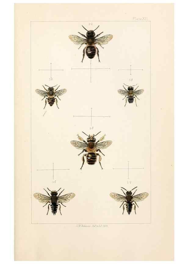 Reproducción/Reproduction 21571042374: British bees :. London :L. Reeve & Co.,1866.