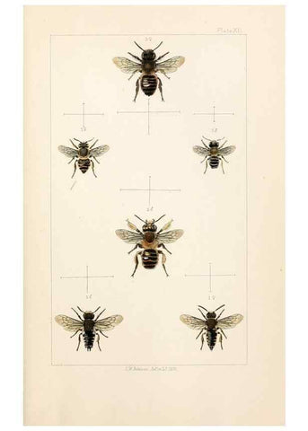 Reproducción/Reproduction 21571042374: British bees :. London :L. Reeve & Co.,1866.