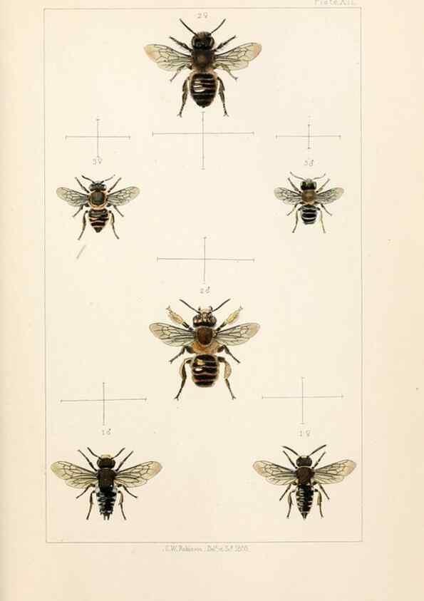 Reproducción/Reproduction 21571042374: British bees :. London :L. Reeve & Co.,1866.