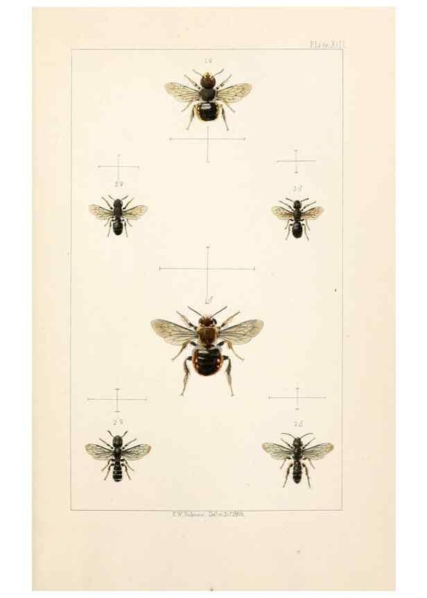 Reproducción/Reproduction 22005750510: British bees :. London :L. Reeve & Co.,1866.
