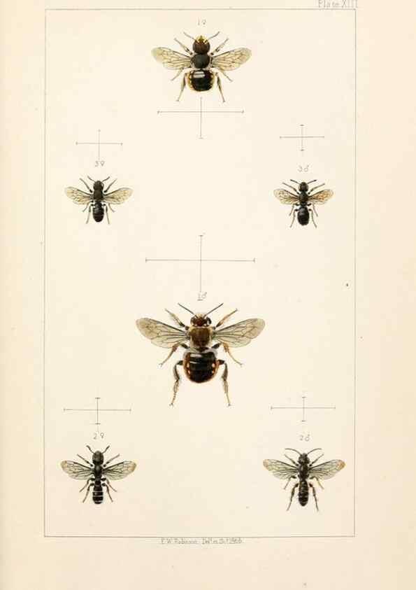 Reproducción/Reproduction 22005750510: British bees :. London :L. Reeve & Co.,1866.