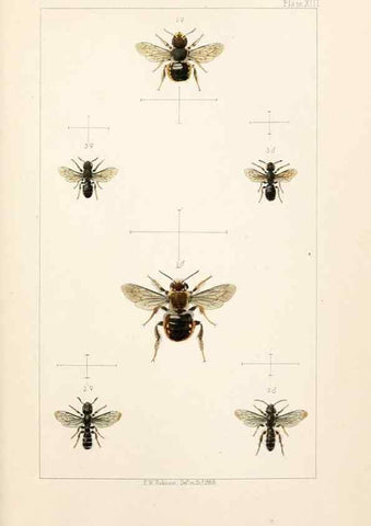 Reproducción/Reproduction 22005750510: British bees :. London :L. Reeve & Co.,1866.