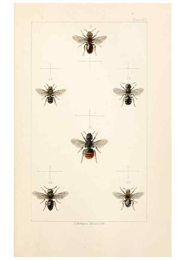 Reproducción/Reproduction 22167671136: British bees :. London :L. Reeve & Co.,1866.