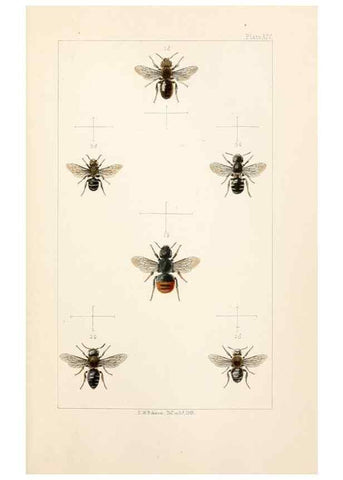 Reproducción/Reproduction 22167671136: British bees :. London :L. Reeve & Co.,1866.