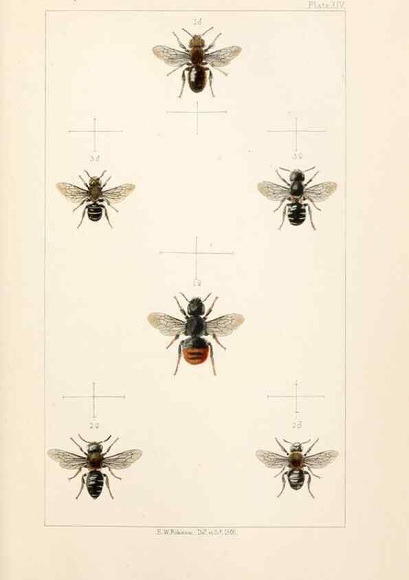 Reproducción/Reproduction 22167671136: British bees :. London :L. Reeve & Co.,1866.