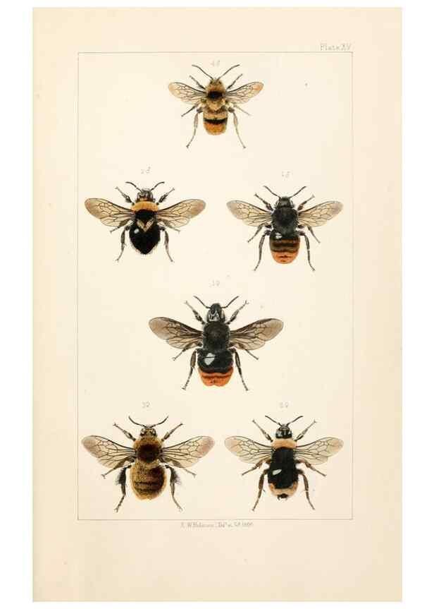 Reproducción/Reproduction 22167674676: British bees :. London :L. Reeve & Co.,1866.