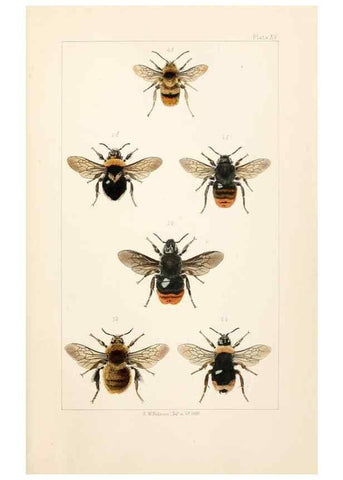 Reproducción/Reproduction 22167674676: British bees :. London :L. Reeve & Co.,1866.