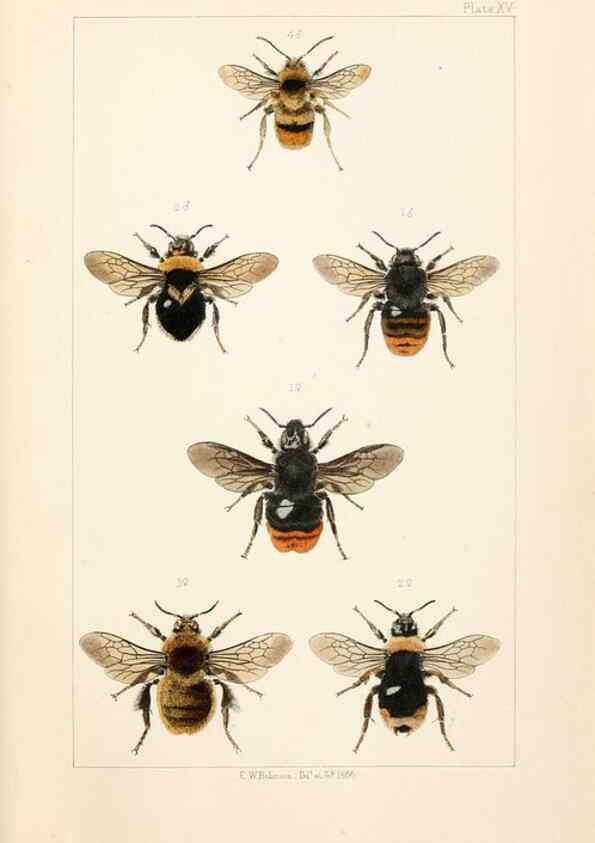Reproducción/Reproduction 22167674676: British bees :. London :L. Reeve & Co.,1866.