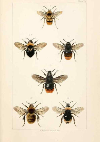 Reproducción/Reproduction 22167674676: British bees :. London :L. Reeve & Co.,1866.