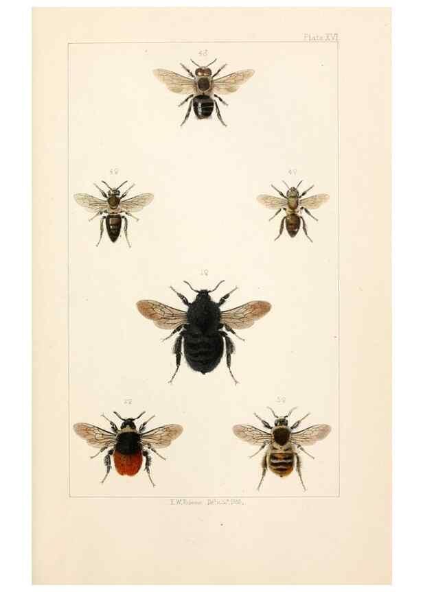 Reproducción/Reproduction 21572798933: British bees :. London :L. Reeve & Co.,1866.