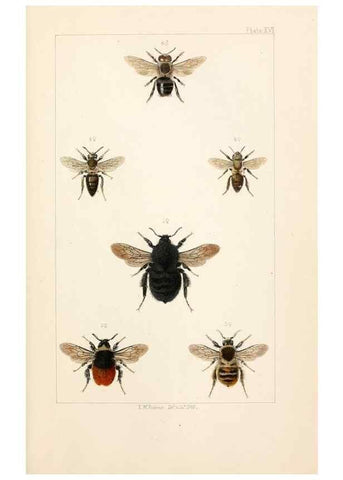 Reproducción/Reproduction 21572798933: British bees :. London :L. Reeve & Co.,1866.