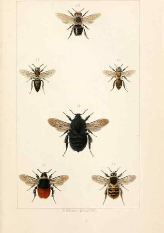 Reproducción/Reproduction 21572798933: British bees :. London :L. Reeve & Co.,1866.