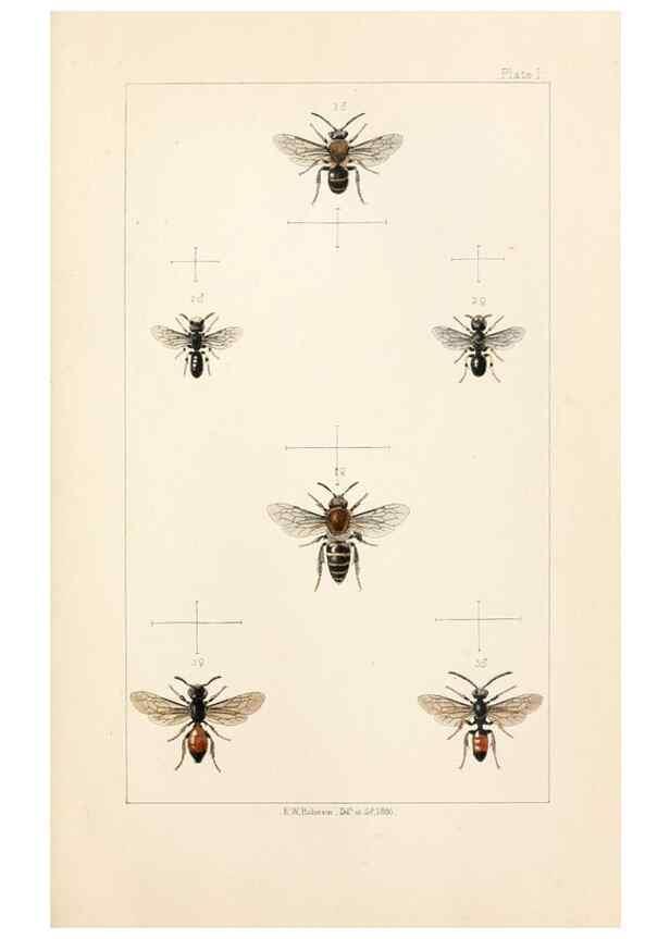 Reproducción/Reproduction 21572747803: British bees :. London :L. Reeve & Co.,1866.