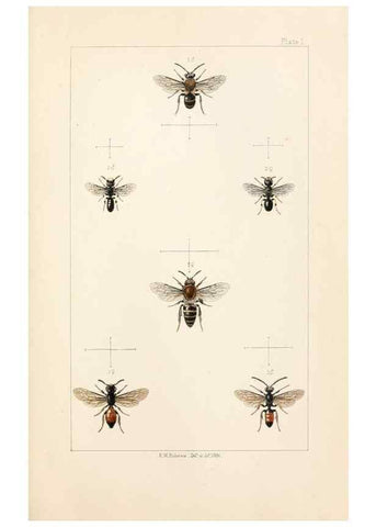 Reproducción/Reproduction 21572747803: British bees :. London :L. Reeve & Co.,1866.