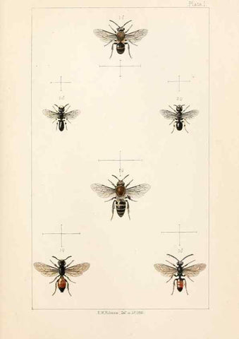Reproducción/Reproduction 21572747803: British bees :. London :L. Reeve & Co.,1866.