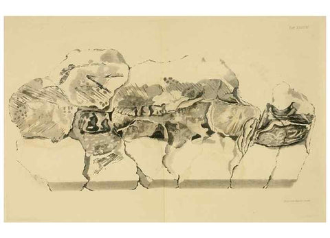 Reproducción/Reproduction 21487834964: The fossils of the South Downs :. London :L. Relfe,1822.