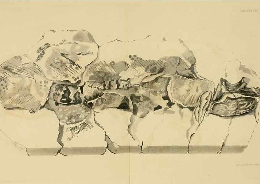 Reproducción/Reproduction 21487834964: The fossils of the South Downs :. London :L. Relfe,1822.