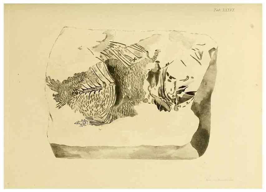Reproducción/Reproduction 21922452590: The fossils of the South Downs :. London :L. Relfe,1822.