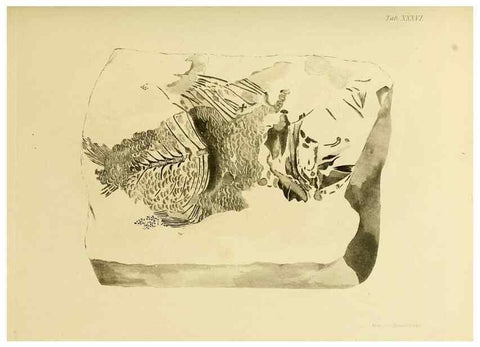 Reproducción/Reproduction 21922452590: The fossils of the South Downs :. London :L. Relfe,1822.