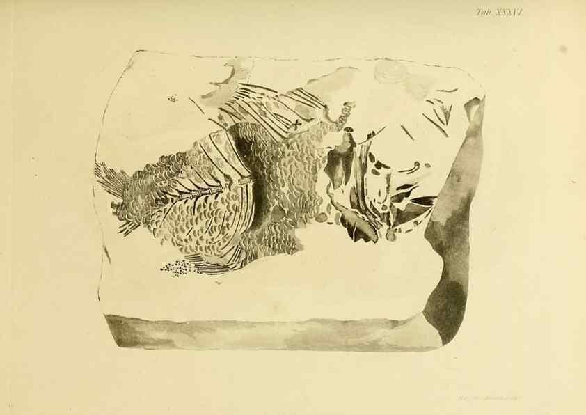 Reproducción/Reproduction 21922452590: The fossils of the South Downs :. London :L. Relfe,1822.