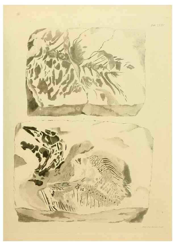 Reproducción/Reproduction 21922741208: The fossils of the South Downs :. London :L. Relfe,1822.
