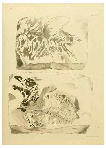 Reproducción/Reproduction 21922741208: The fossils of the South Downs :. London :L. Relfe,1822.