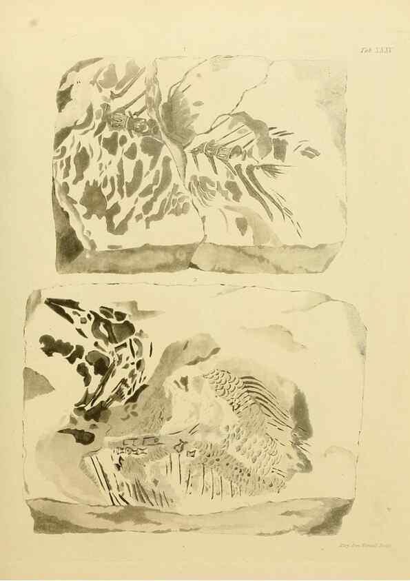 Reproducción/Reproduction 21922741208: The fossils of the South Downs :. London :L. Relfe,1822.