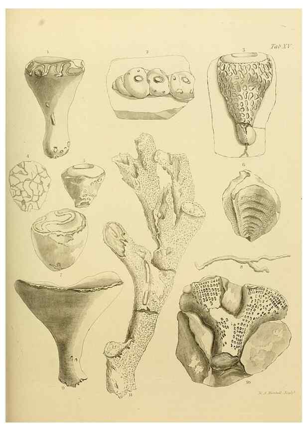 Reproducción/Reproduction 22084395106: The fossils of the South Downs :. London :L. Relfe,1822.