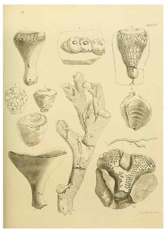 Reproducción/Reproduction 22084395106: The fossils of the South Downs :. London :L. Relfe,1822.