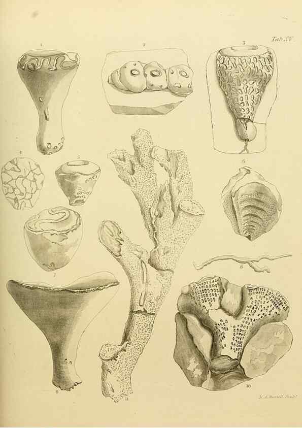 Reproducción/Reproduction 22084395106: The fossils of the South Downs :. London :L. Relfe,1822.