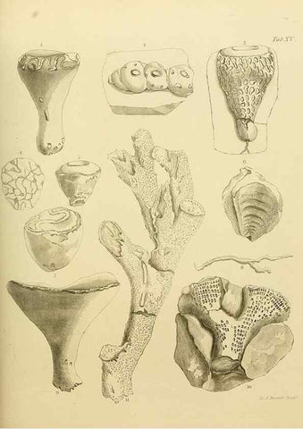 Reproducción/Reproduction 22084395106: The fossils of the South Downs :. London :L. Relfe,1822.