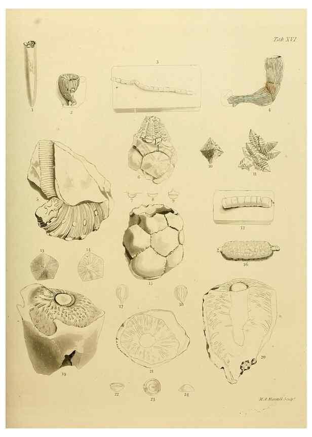Reproducción/Reproduction 21489462643: The fossils of the South Downs :. London :L. Relfe,1822.