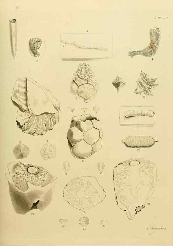 Reproducción/Reproduction 21489462643: The fossils of the South Downs :. London :L. Relfe,1822.
