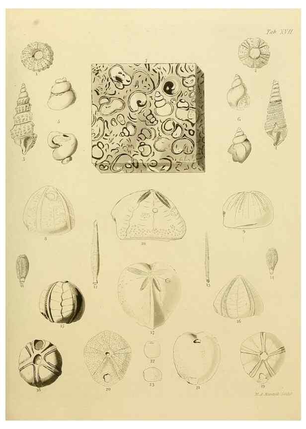 Reproducción/Reproduction 21923666409: The fossils of the South Downs :. London :L. Relfe,1822.