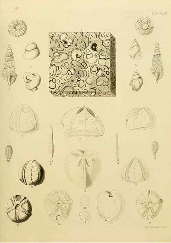 Reproducción/Reproduction 21923666409: The fossils of the South Downs :. London :L. Relfe,1822.