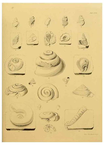 Reproducción/Reproduction 21487758384: The fossils of the South Downs :. London :L. Relfe,1822.