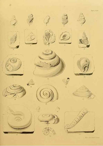 Reproducción/Reproduction 21487758384: The fossils of the South Downs :. London :L. Relfe,1822.