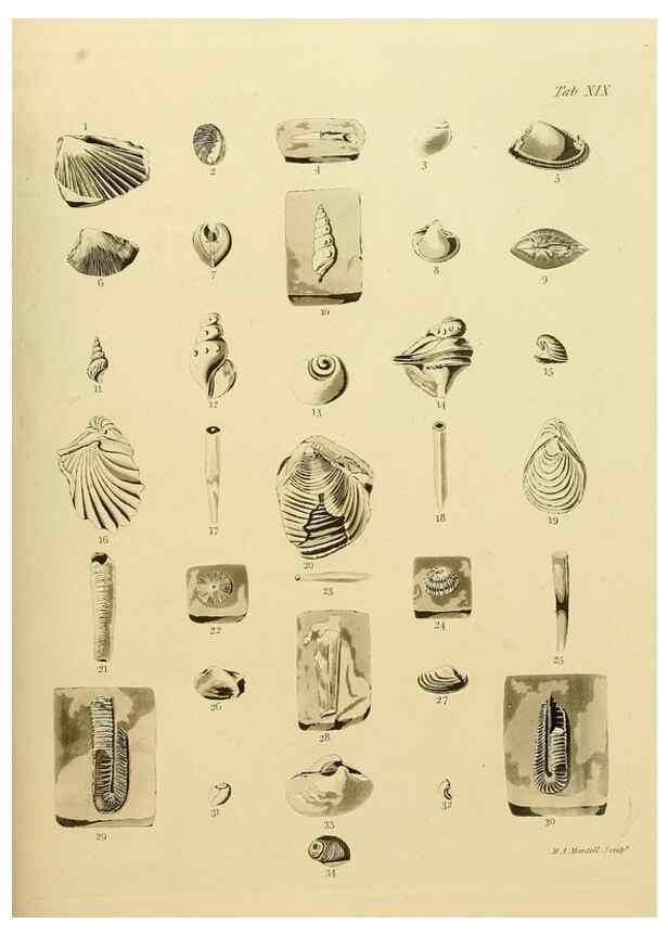 Reproducción/Reproduction 21923670989: The fossils of the South Downs :. London :L. Relfe,1822.