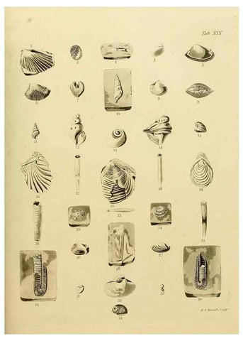 Reproducción/Reproduction 21923670989: The fossils of the South Downs :. London :L. Relfe,1822.
