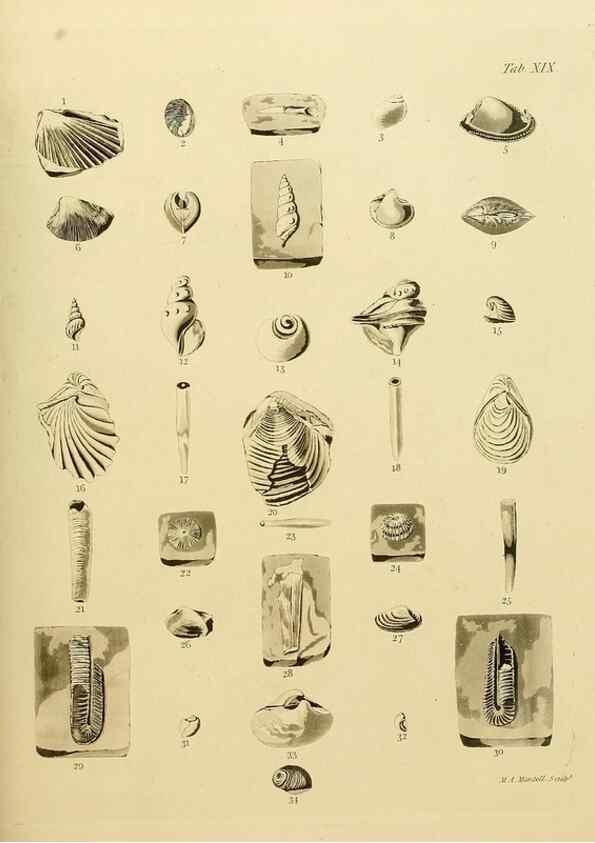 Reproducción/Reproduction 21923670989: The fossils of the South Downs :. London :L. Relfe,1822.