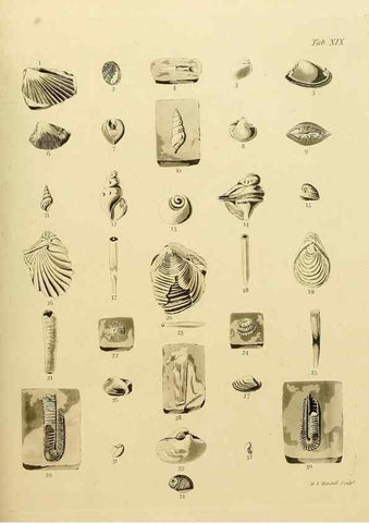 Reproducción/Reproduction 21923670989: The fossils of the South Downs :. London :L. Relfe,1822.